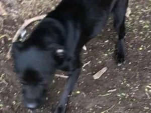 Cachorro raça SRD-ViraLata idade 2 anos nome FLORA
