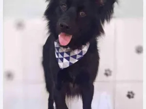 Cachorro raça SRD-ViraLata idade 2 anos nome Billy