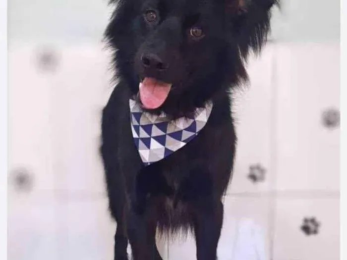 Cachorro ra a SRD-ViraLata idade 2 anos nome Billy