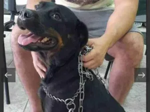 Cachorro raça SRD-ViraLata idade 7 a 11 meses nome Gaya