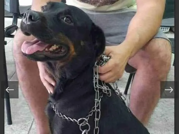 Cachorro ra a SRD-ViraLata idade 7 a 11 meses nome Gaya