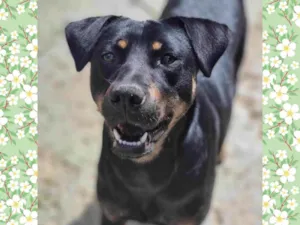 Cachorro raça SRD-ViraLata idade 1 ano nome ESTRELA
