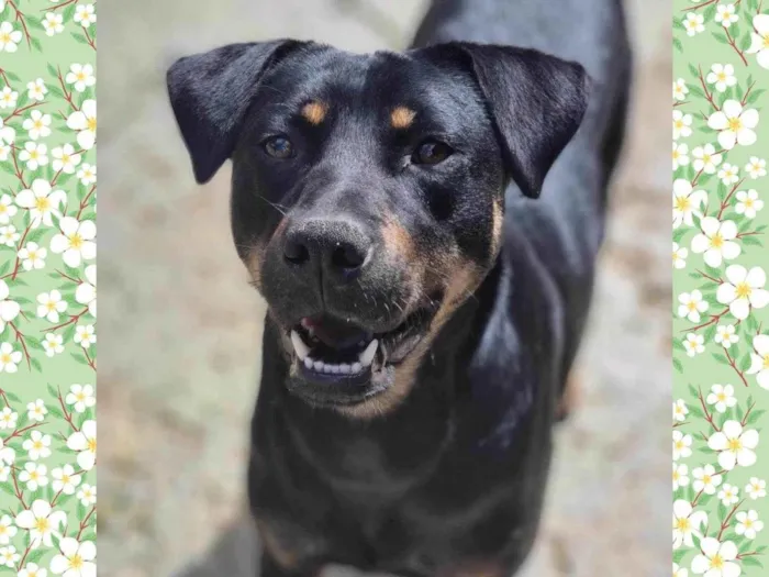 Cachorro ra a SRD-ViraLata idade 1 ano nome ESTRELA