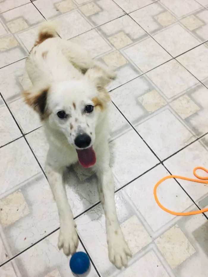 Cachorro ra a SRD-ViraLata idade 1 ano nome Branquinho