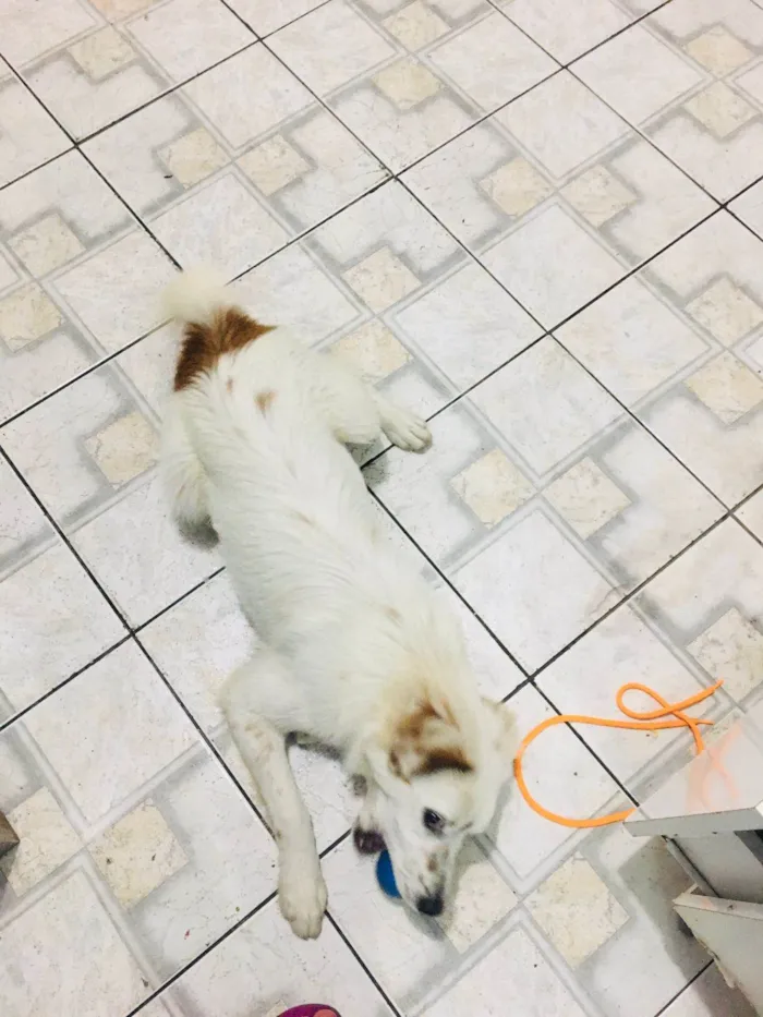 Cachorro ra a SRD-ViraLata idade 1 ano nome Branquinho
