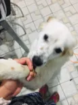 Branquinho