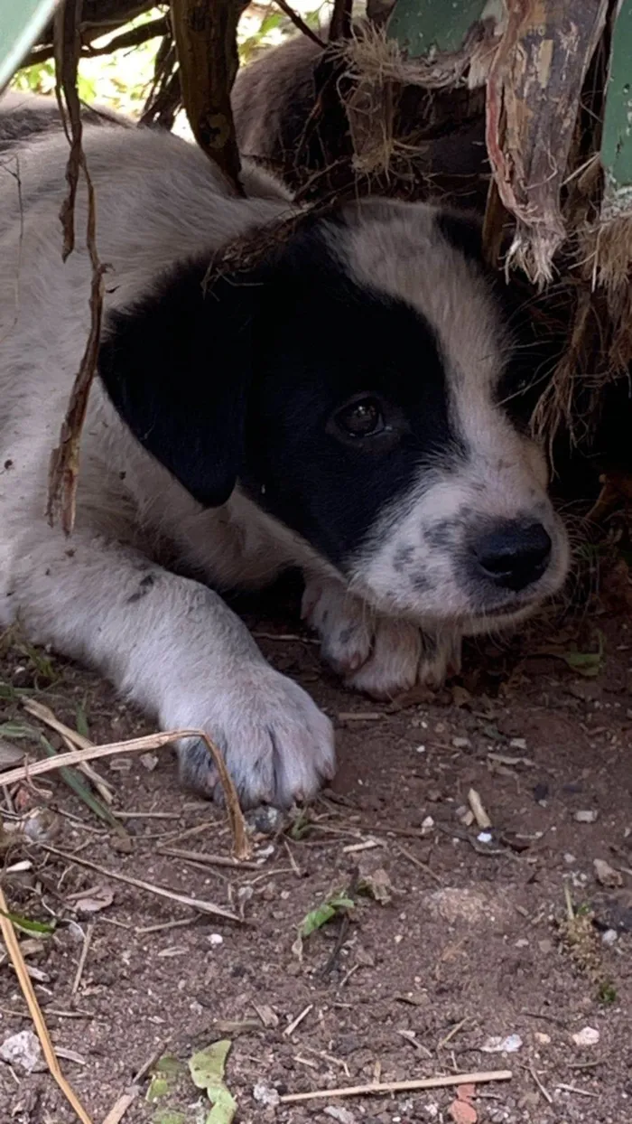 Cachorro ra a SRD-ViraLata idade 2 a 6 meses nome SEM NOME