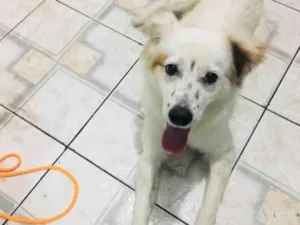 Cachorro raça SRD-ViraLata idade 1 ano nome Branquinho