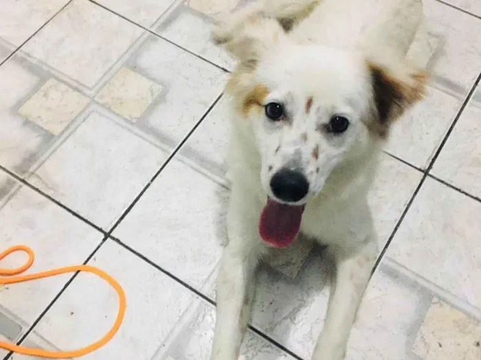 Cachorro ra a SRD-ViraLata idade 1 ano nome Branquinho