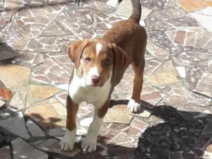 Cachorro raça Caramelo  idade 2 a 6 meses nome Snow