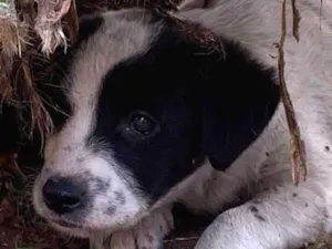 Cachorro raça SRD-ViraLata idade 2 a 6 meses nome SEM NOME