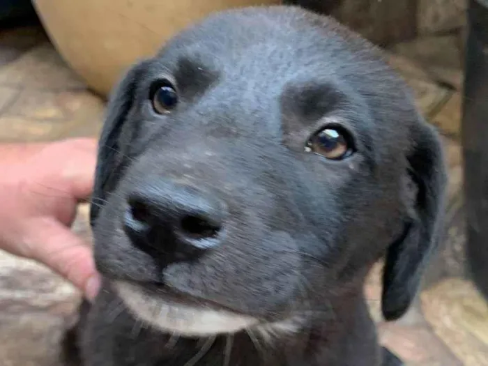 Cachorro ra a SRD-ViraLata idade 2 a 6 meses nome SEM NOME 