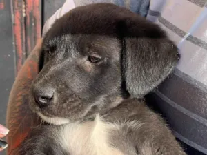 Cachorro raça SRD-ViraLata idade 2 a 6 meses nome TROVÃO