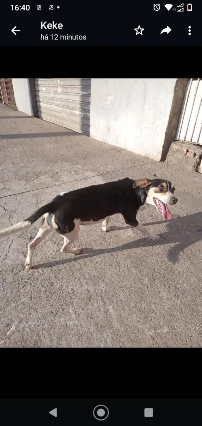 Cachorro ra a Não sei idade 2 a 6 meses nome Não sei o nome mas chamo de estrela