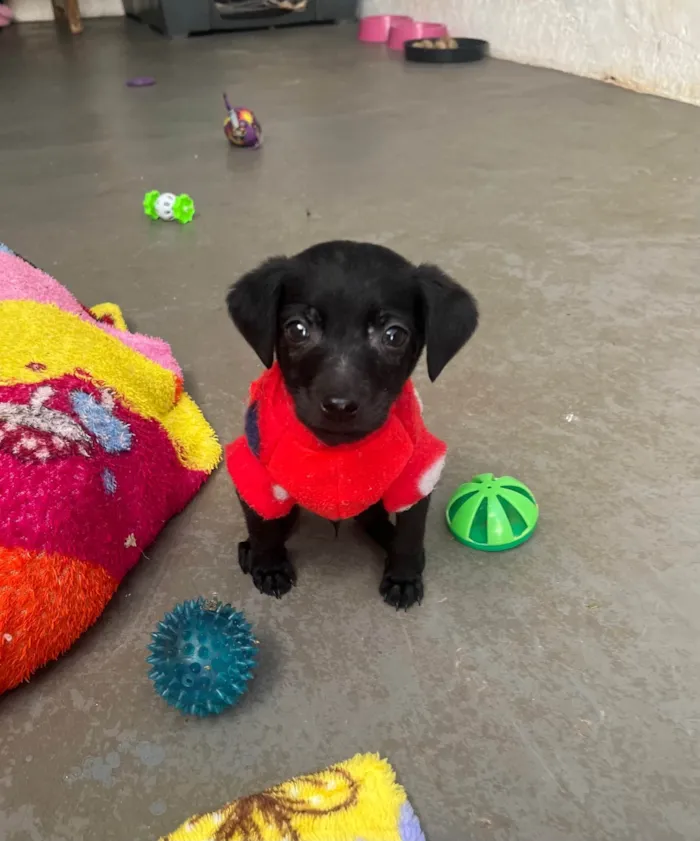 Cachorro raça SRD-ViraLata idade Abaixo de 2 meses nome Alan