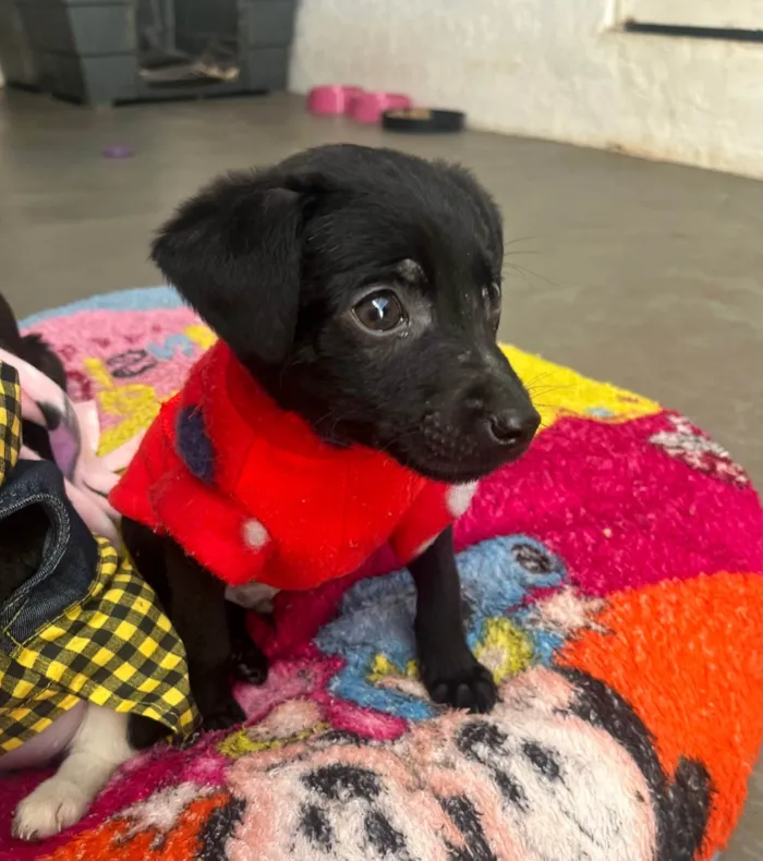 Cachorro raça SRD-ViraLata idade Abaixo de 2 meses nome Alan