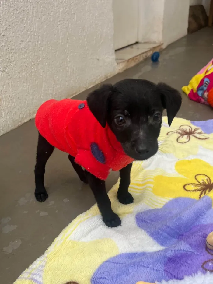 Cachorro raça SRD-ViraLata idade Abaixo de 2 meses nome Alan