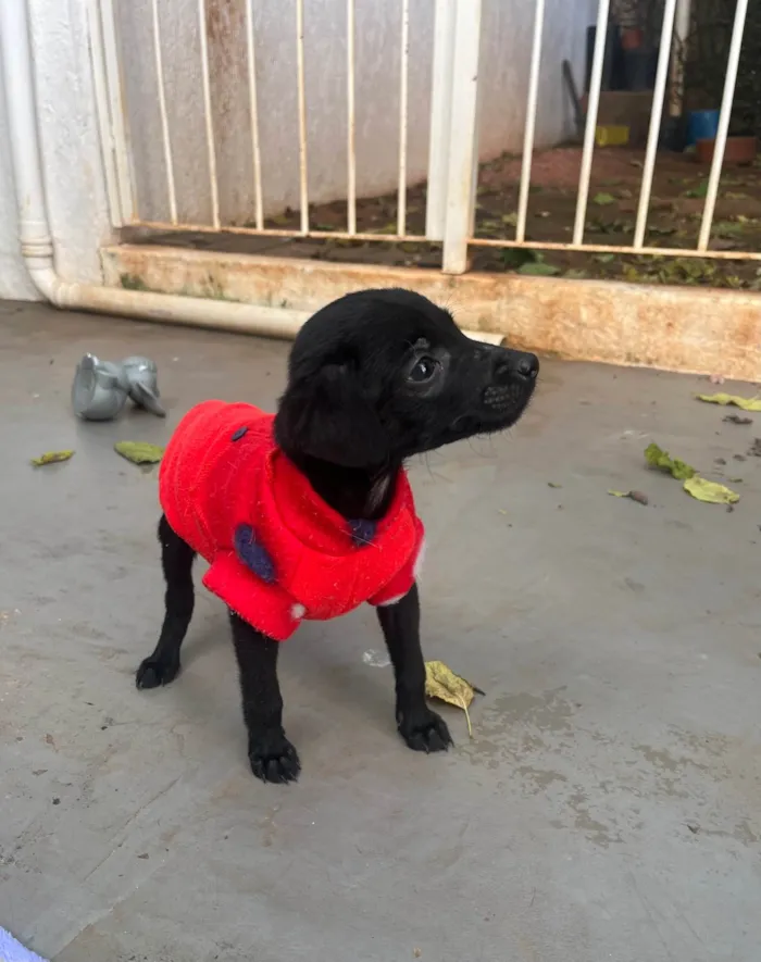 Cachorro raça SRD-ViraLata idade Abaixo de 2 meses nome Alan