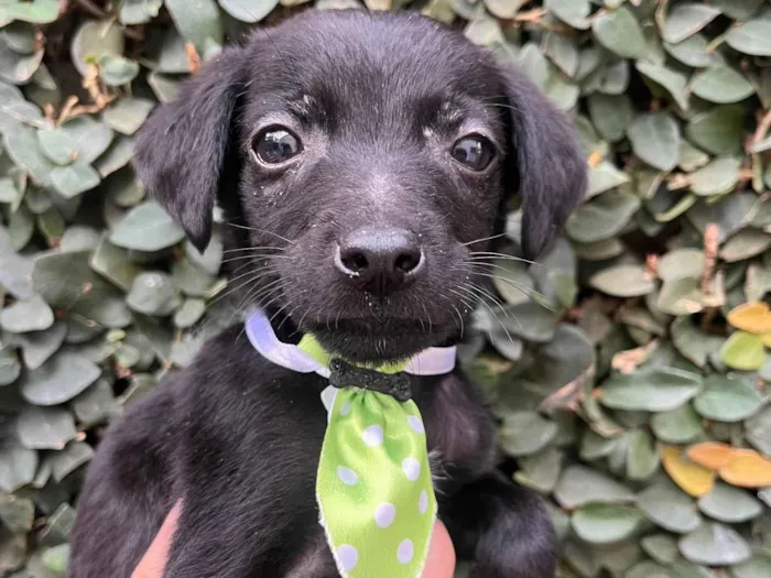 Cachorro raça SRD-ViraLata idade Abaixo de 2 meses nome Alan