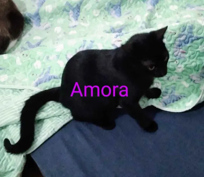Gato ra a Meio siamês  idade 2 a 6 meses nome Amora, tom , yoda
