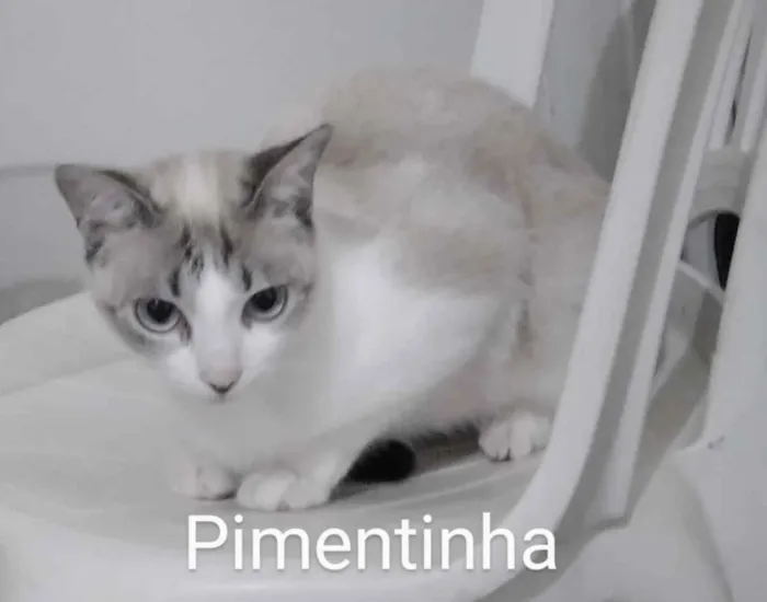 Gato ra a Meio siamês  idade 2 a 6 meses nome Amora, tom , yoda