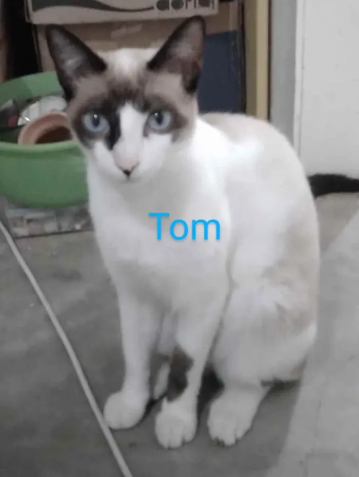 Gato ra a Meio siamês  idade 2 a 6 meses nome Amora, tom , yoda