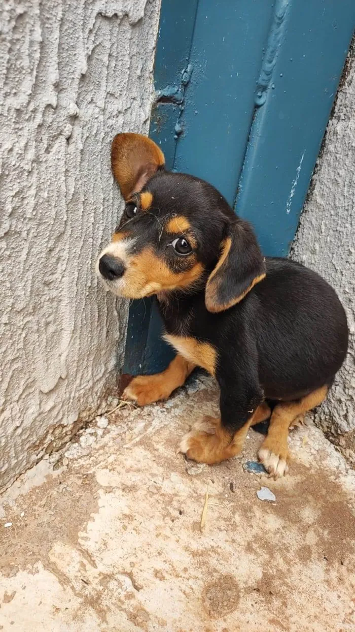 Cachorro ra a Brasileira  idade Abaixo de 2 meses nome Sem nome 