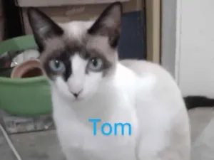 Gato raça Meio siamês  idade 2 a 6 meses nome Amora, tom , yoda