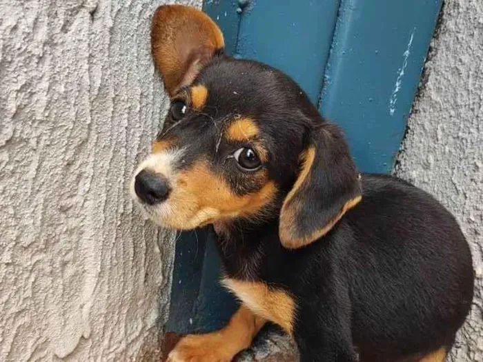 Cachorro ra a Brasileira  idade Abaixo de 2 meses nome Sem nome 