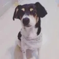 Pipoca 