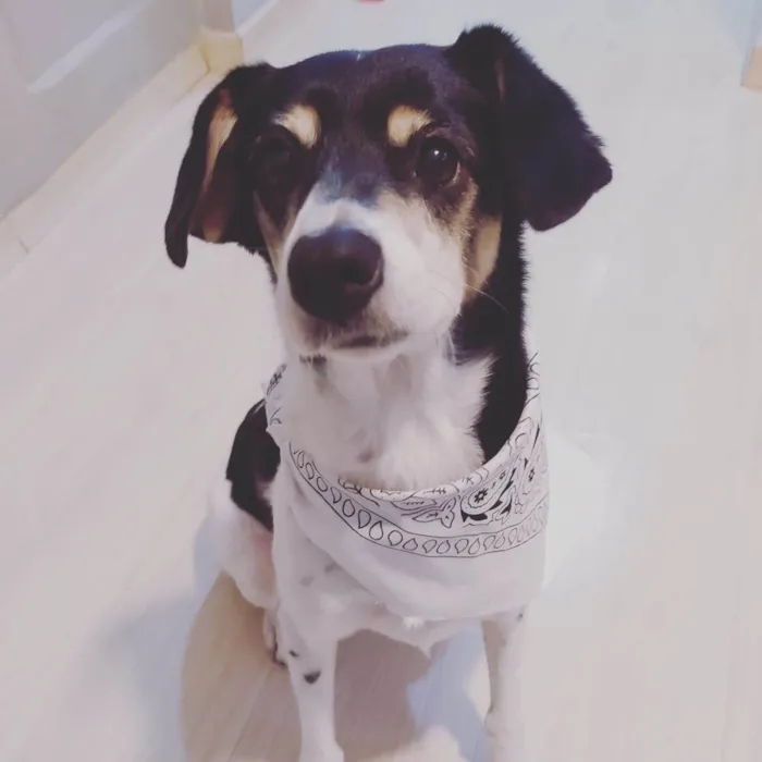Cachorro raça SRD-ViraLata idade 4 anos nome Pipoca 