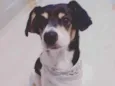Pipoca 