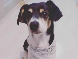 Cachorro raça SRD-ViraLata idade 4 anos nome Pipoca 