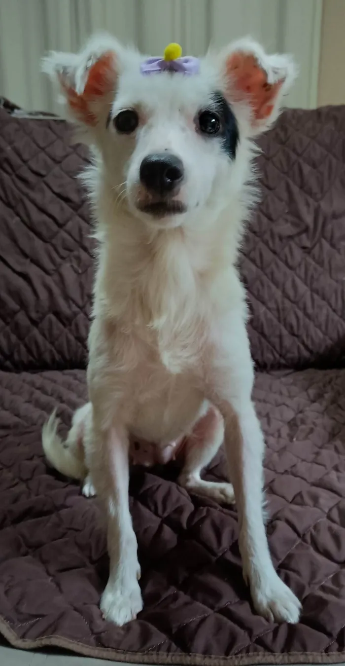 Cachorro ra a SRD-ViraLata idade 1 ano nome Sarinha 