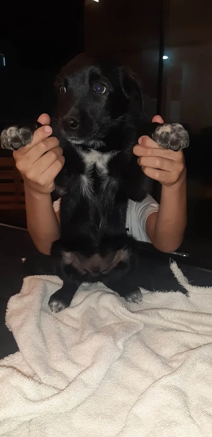 Cachorro ra a SRD-ViraLata idade Abaixo de 2 meses nome Chester