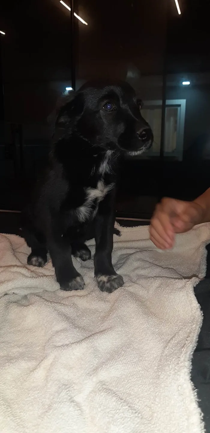 Cachorro ra a SRD-ViraLata idade Abaixo de 2 meses nome Chester