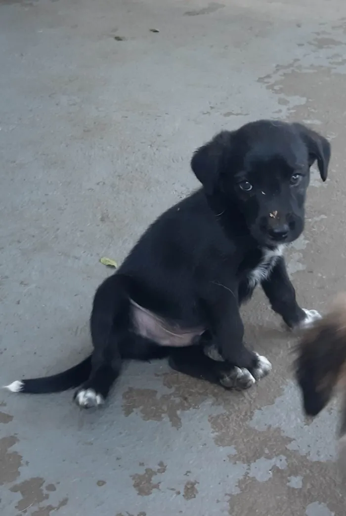 Cachorro ra a SRD-ViraLata idade Abaixo de 2 meses nome Chester