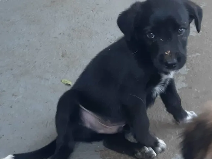 Cachorro ra a SRD-ViraLata idade Abaixo de 2 meses nome Chester