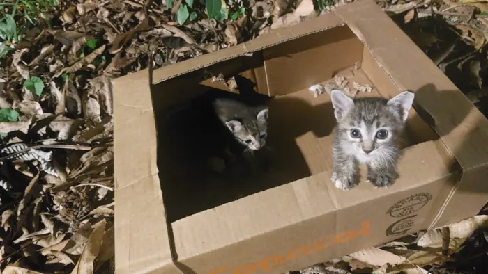 Gato ra a SRD-ViraLata idade Abaixo de 2 meses nome Não tem nome pois achei na rua