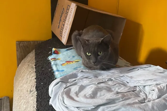 Gato raça Sem raca definida  idade 1 ano nome Grafite