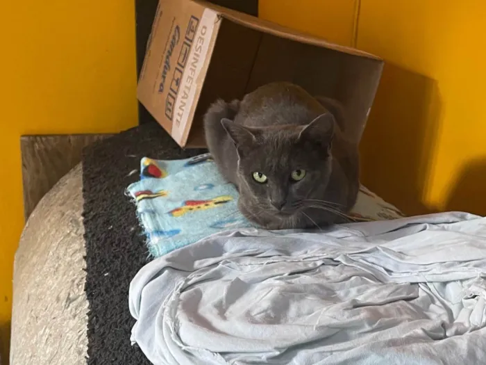 Gato raça Sem raca definida  idade 1 ano nome Grafite