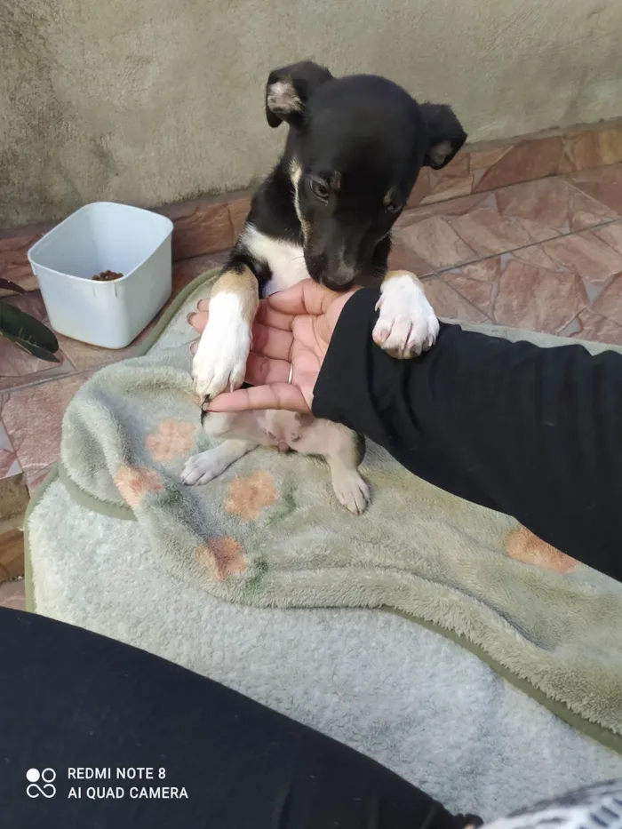 Cachorro raça SRD-ViraLata idade 2 a 6 meses nome Sofia