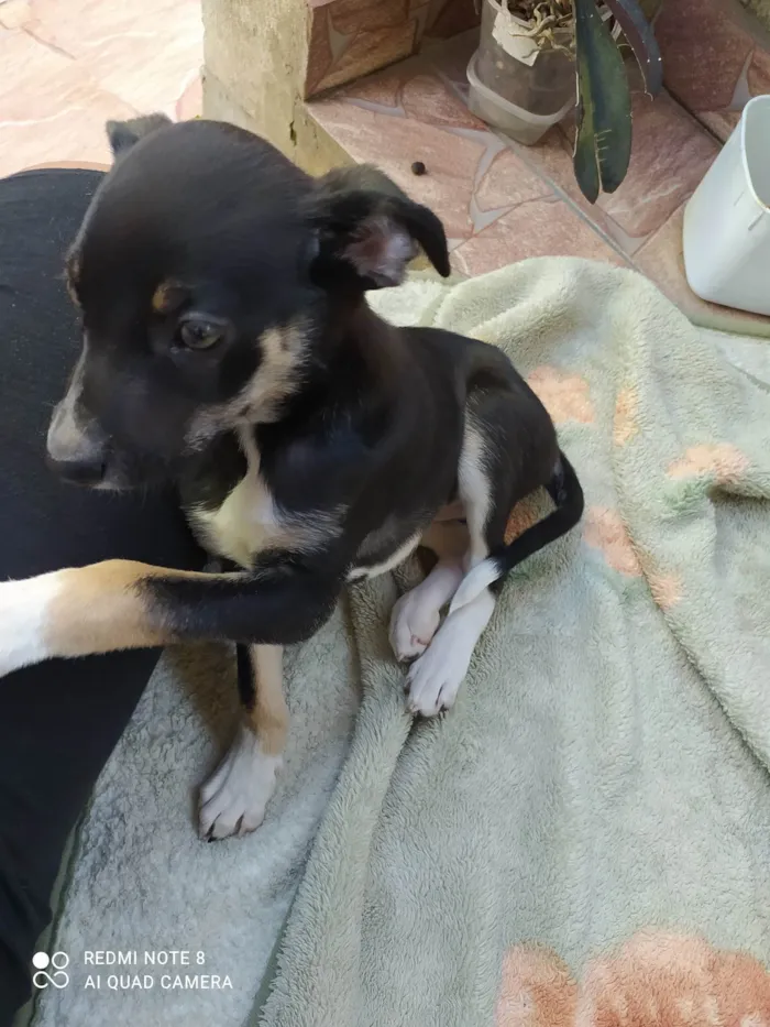 Cachorro raça SRD-ViraLata idade 2 a 6 meses nome Sofia