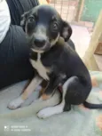 Sofia