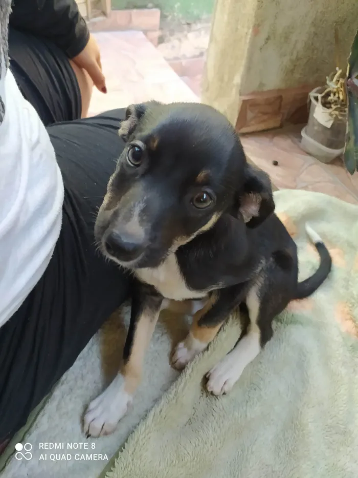 Cachorro raça SRD-ViraLata idade 2 a 6 meses nome Sofia