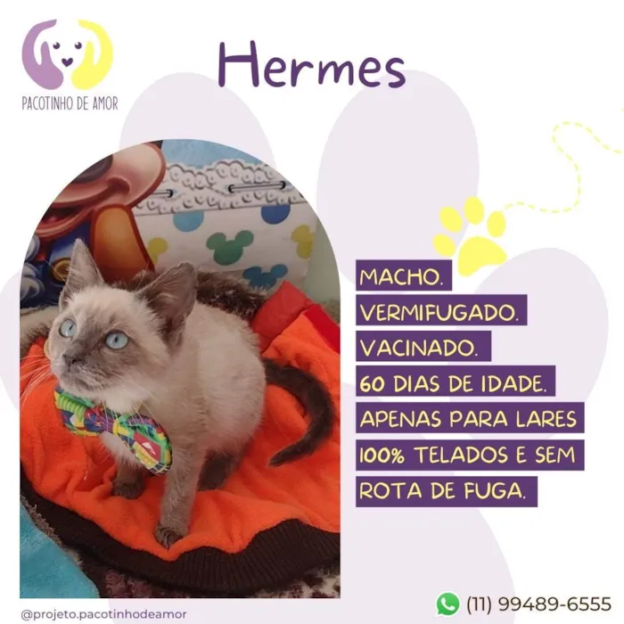 Gato raça SRD-ViraLata idade 2 a 6 meses nome Hermes