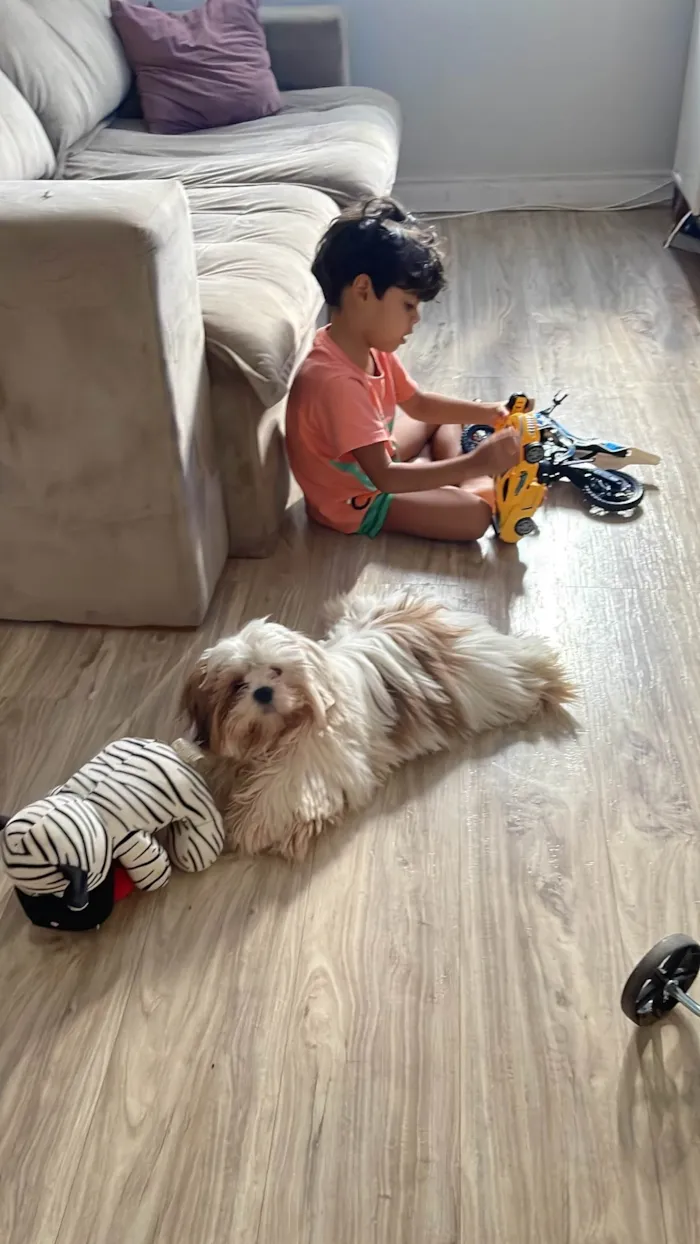 Cachorro raça Shitzu idade 2 a 6 meses nome Billy