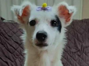 Cachorro raça SRD-ViraLata idade 1 ano nome Sarinha 