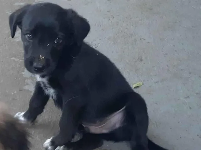 Cachorro ra a SRD-ViraLata idade Abaixo de 2 meses nome Chester