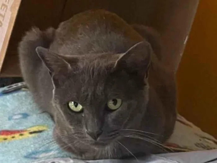 Gato raça Sem raca definida  idade 1 ano nome Grafite